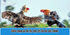 Cách chọn gà đá tại chợ tốt gà đá Sóc Trăng