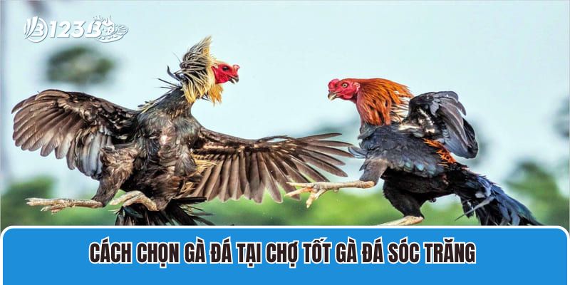 Cách chọn gà đá tại chợ tốt gà đá Sóc Trăng