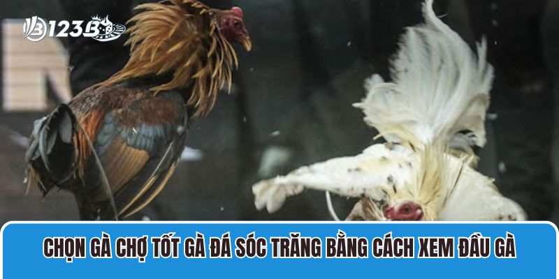 Chọn gà chợ tốt gà đá Sóc Trăng bằng cách xem đầu gà