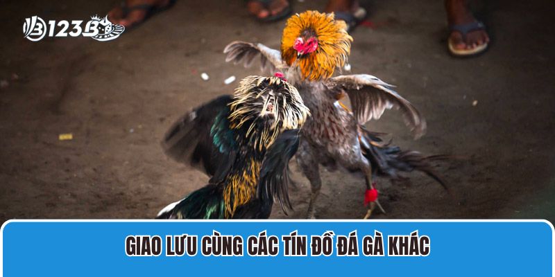 Đá Gà Trực Tiếp C1 Hôm Nay Chất Lượng Cao Có Bình Luận 3 Giao lưu cùng các tín đồ đá gà khác