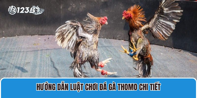 Đá Gà Cựa Sắt Thomo Trực Tiếp Tại Campuchia Mới Nhất 3 Hướng dẫn luật chơi đá gà Thomo chi tiết