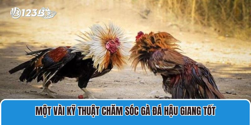 Chợ Tốt Gà Đá Hậu Giang Gà Chọi, Già Nòi Cựa Chắc Giá Tốt 4 Một vài kỹ thuật chăm sóc gà đá Hậu Giang tốt