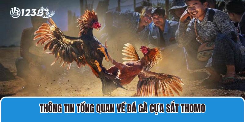 Đá Gà Cựa Sắt Thomo Trực Tiếp Tại Campuchia Mới Nhất 2 Thông tin tổng quan về đá gà cựa sắt Thomo