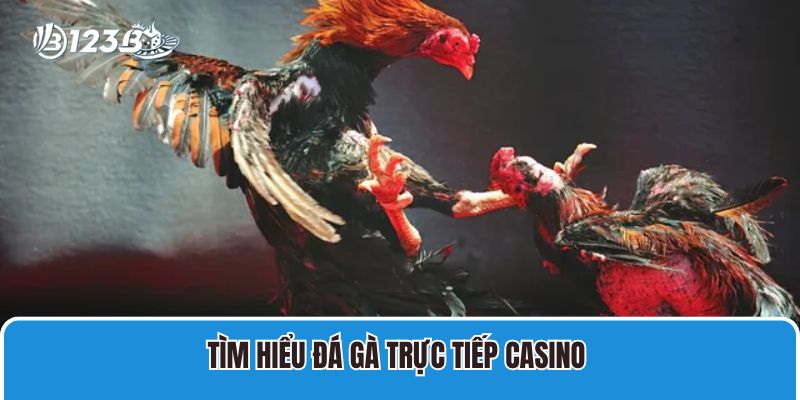Tìm hiểu đá gà trực tiếp casino 
