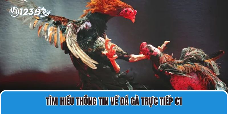 Đá Gà Trực Tiếp C1 Hôm Nay Chất Lượng Cao Có Bình Luận 2 Tìm hiểu thông tin về Đá gà trực tiếp C1