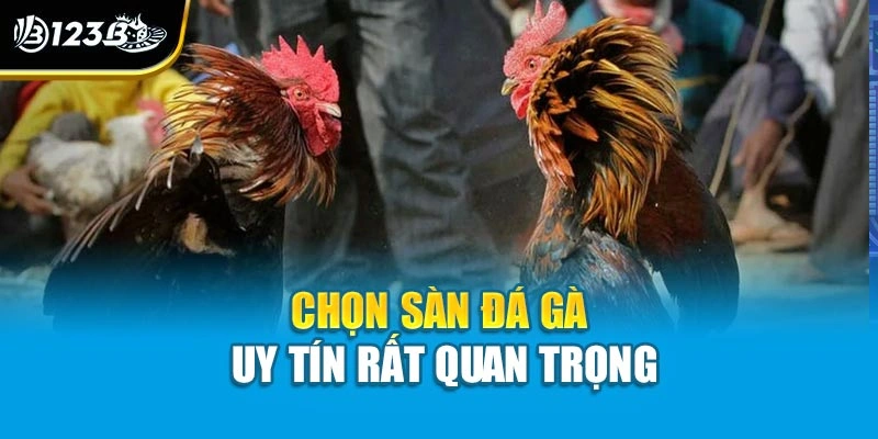 Chọn Sàn Đá Gà Uy Tín | Bí Quyết Vàng Giúp Đầu Tư Hiệu Quả 2 Chọn sàn đá gà uy tín rất quan trọng