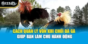 Cách Quản Lý Vốn Khi Chơi Đá Gà Giúp Bạn Làm Chủ Hành Động