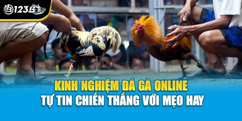 Kinh Nghiệm Đá Gà Online - Tự Tin Chiến Thắng Với Mẹo Hay 1 Kinh Nghiệm Đá Gà Online - Tự Tin Chiến Thắng Với Mẹo Hay
