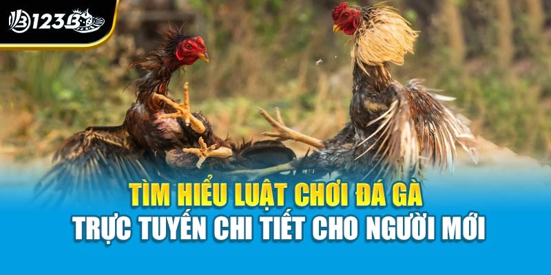 Tìm Hiểu Luật Chơi Đá Gà Trực Tuyến Chi Tiết Cho Người Mới 1 Tìm Hiểu Luật Chơi Đá Gà Trực Tuyến Chi Tiết Cho Người Mới