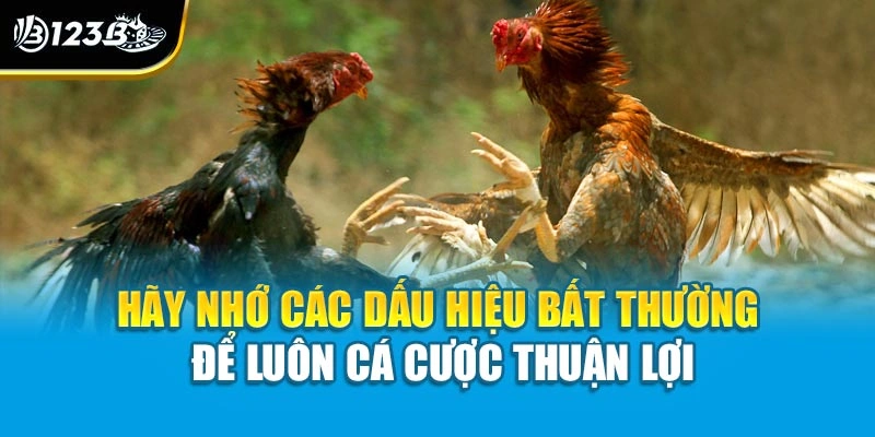 Chọn Sàn Đá Gà Uy Tín | Bí Quyết Vàng Giúp Đầu Tư Hiệu Quả 4 Hãy nhớ các dấu hiệu bất thường để luôn cá cược thuận lợi