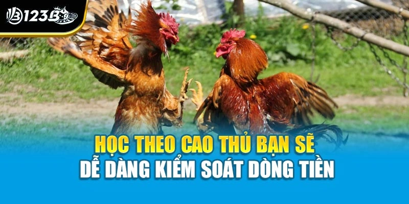 Cách Quản Lý Vốn Khi Chơi Đá Gà Giúp Bạn Làm Chủ Hành Động 4 Học theo cao thủ bạn sẽ dễ dàng kiểm soát dòng tiền