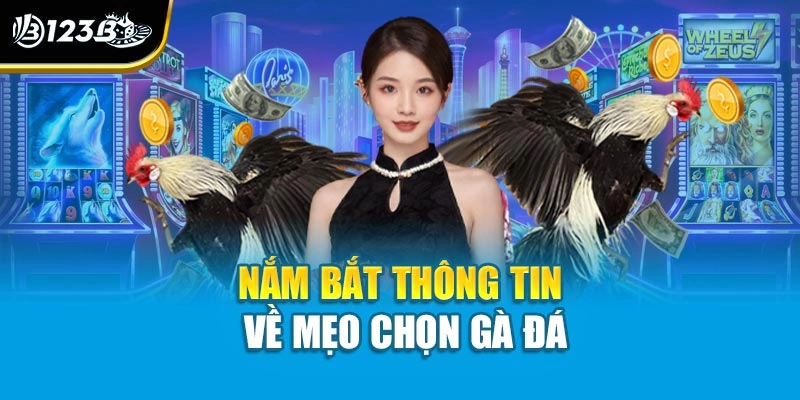 Nắm bắt thông tin về mẹo chọn gà đá