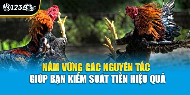 Cách Quản Lý Vốn Khi Chơi Đá Gà Giúp Bạn Làm Chủ Hành Động 3 Nắm vững các nguyên tắc giúp bạn kiểm soát tiền hiệu quả