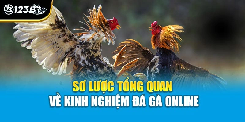 Kinh Nghiệm Đá Gà Online - Tự Tin Chiến Thắng Với Mẹo Hay 2 Sơ lược tổng quan về kinh nghiệm đá gà online